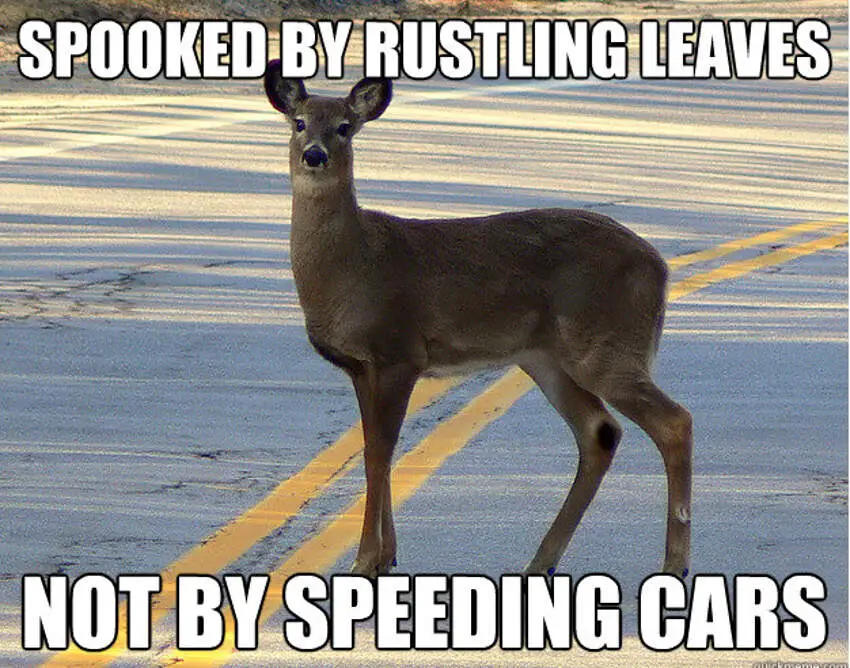 michigan memes