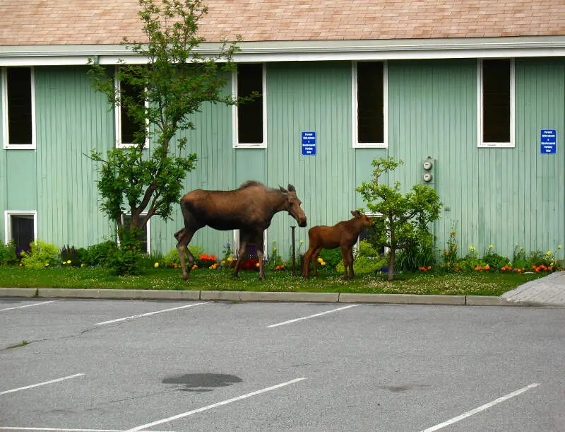 Moose And Calf In Anchoragec Alaska