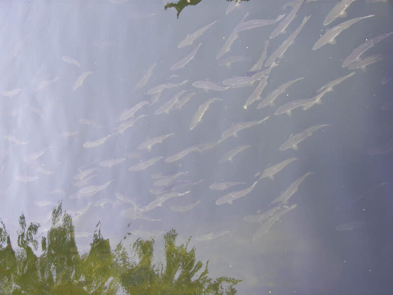 Salmon In Ketchikan Creek