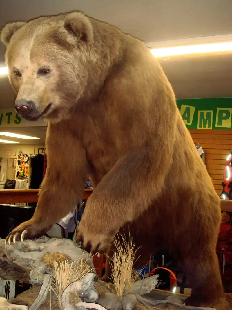 Kodiak Bear In Macks Sport Shop In Kodiak