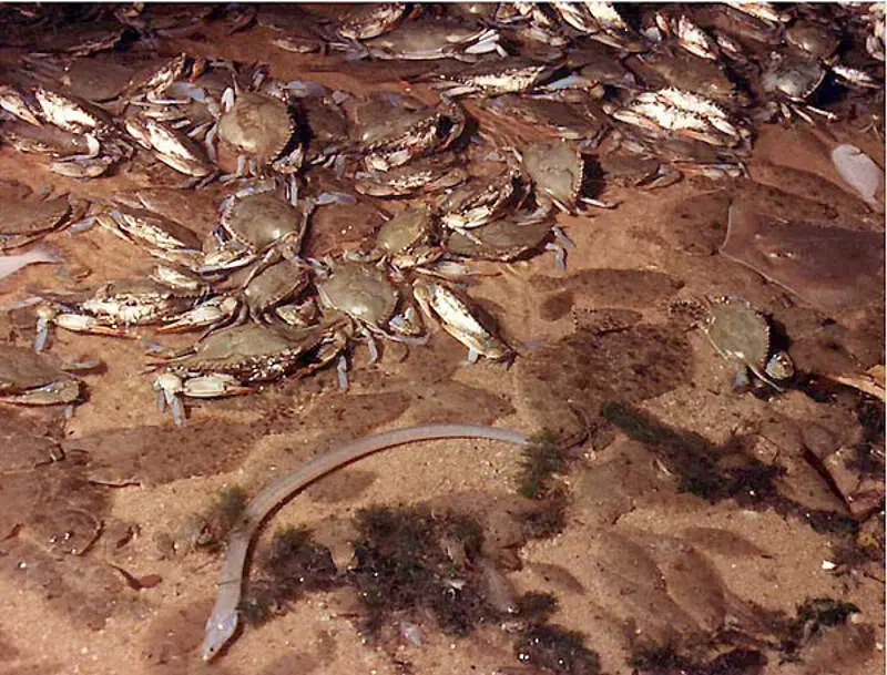 Jubilee Mobile Bay Alabama Crabs Flounders