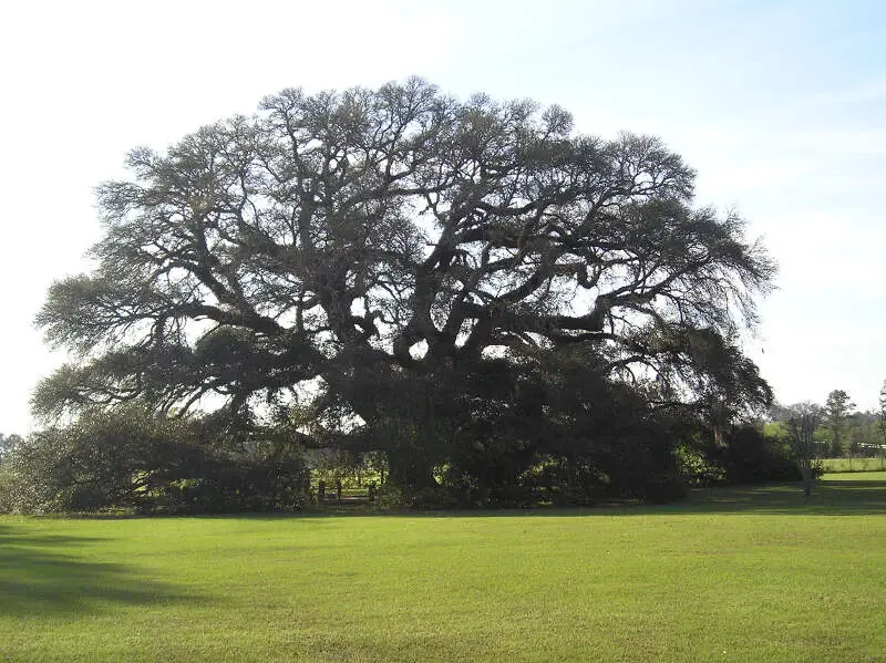 Constitution Oak In Genevac Alabama