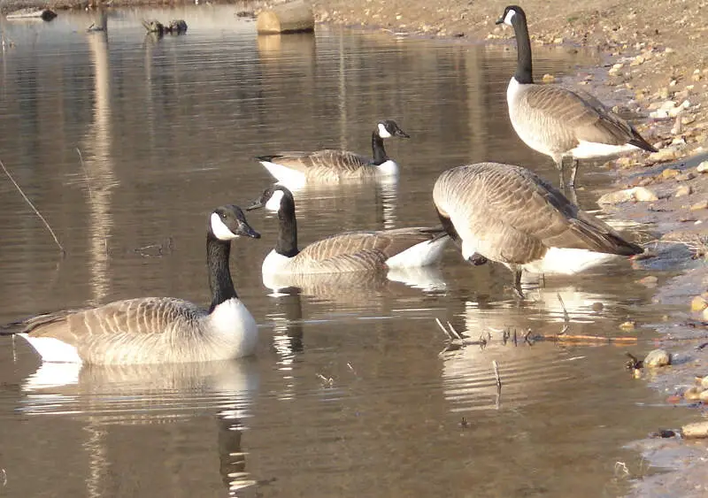 Craighead Forest Park