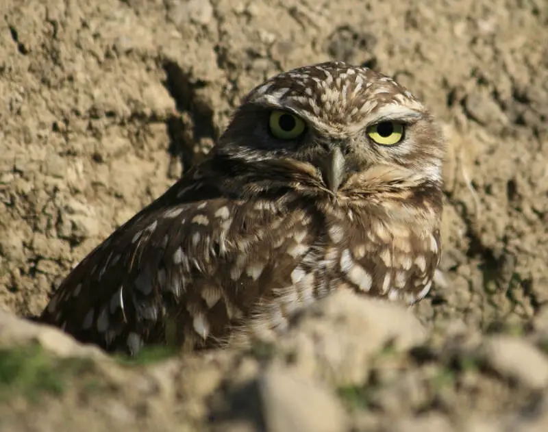 Burrowing Owl In Antioch