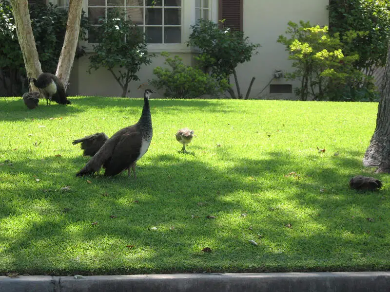 Arcadia Peahen