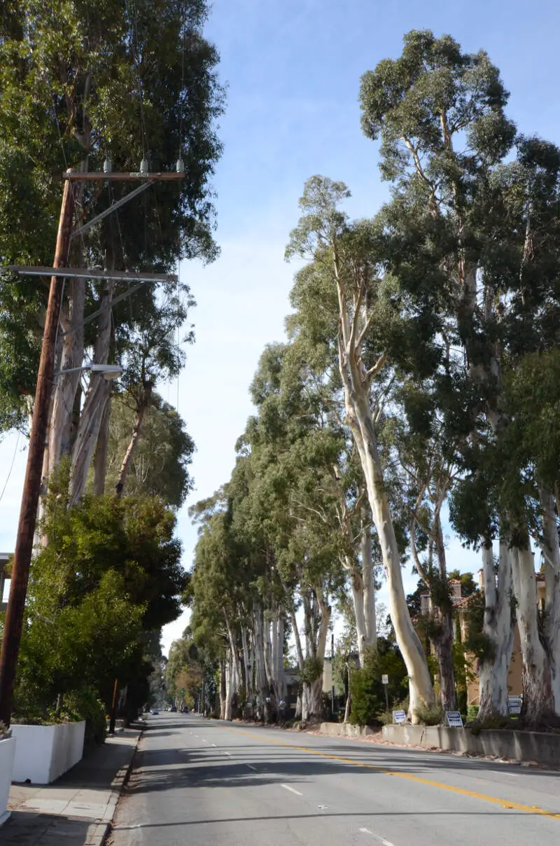 Howard Ralston Eucalyptus Tree Rows