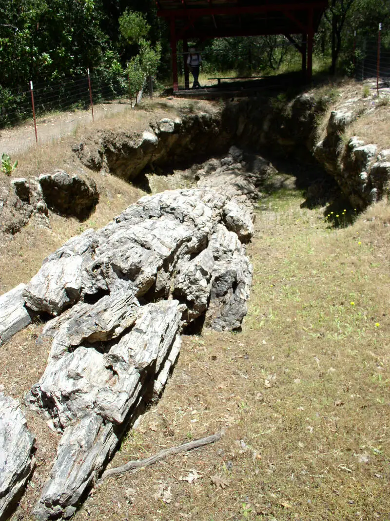 Treec Petrified Forestc Calistogac California