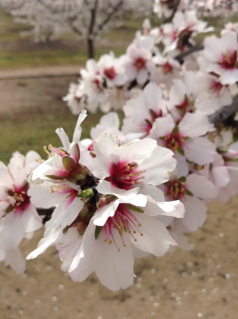 Blossom Trail