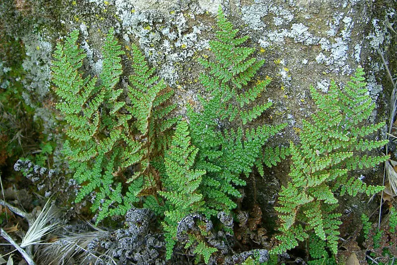 Covilles Lip Fern