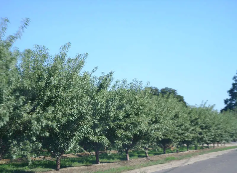 Almond Trees