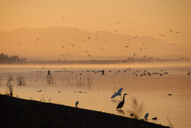Lake Elsinore Cranes