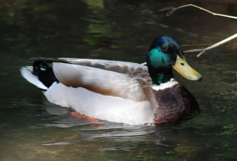 Mallard Drake On Adobe Creek