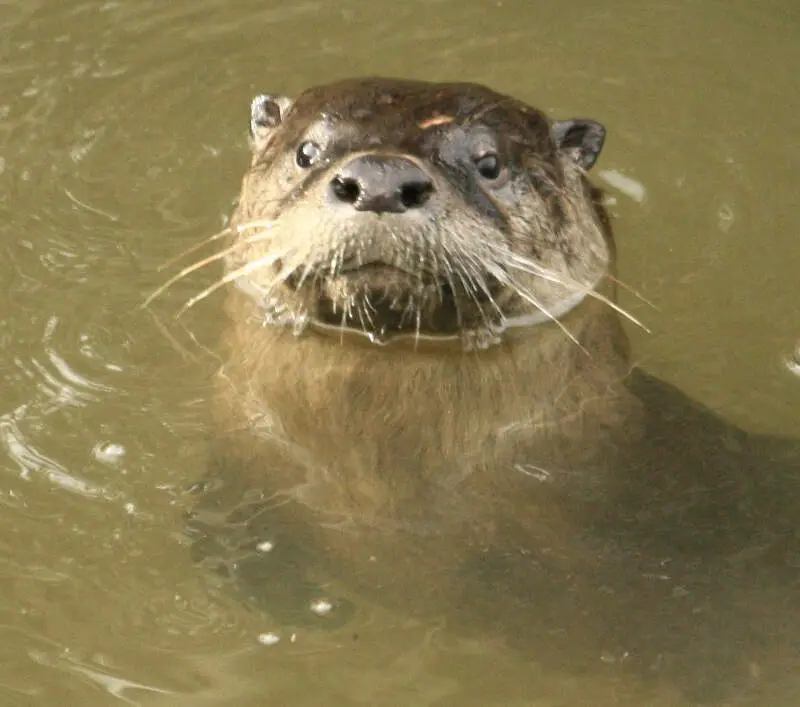 River Otter Close Up Alhambra Creek By Cheryl Reynolds Courtesy Worth A Dam Feb