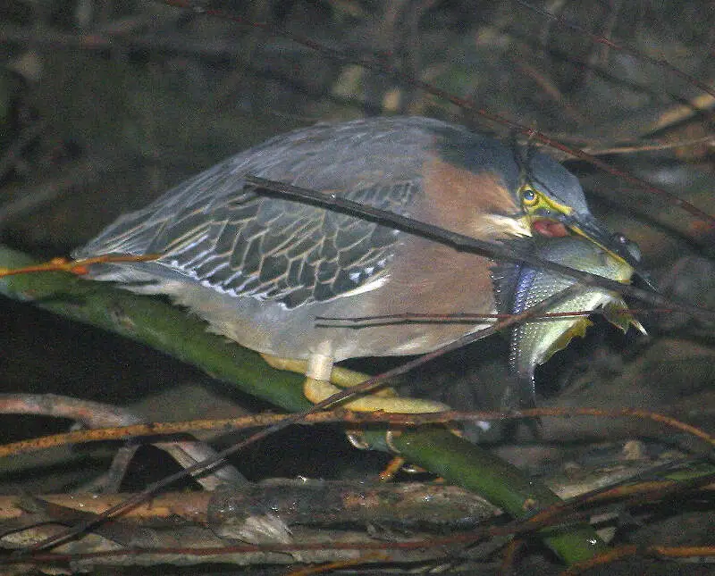 Tule Perch Returns To Alhambra Creek Beaver Pond