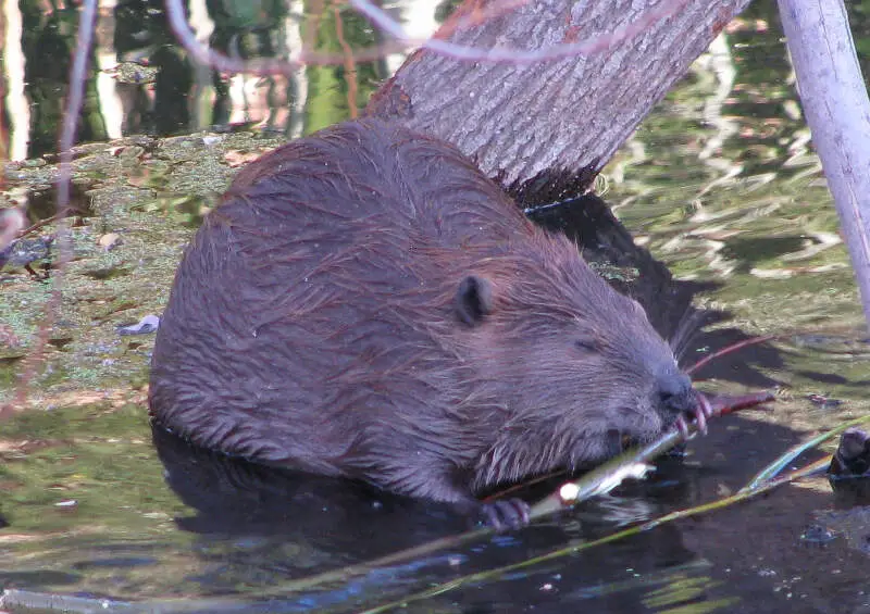 Beaver Chewing Willow Branch In Napa River