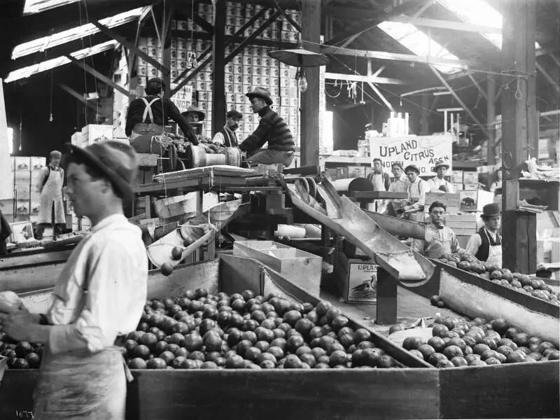 Interior Of Citrus Packing Housec Ontarioc Ca