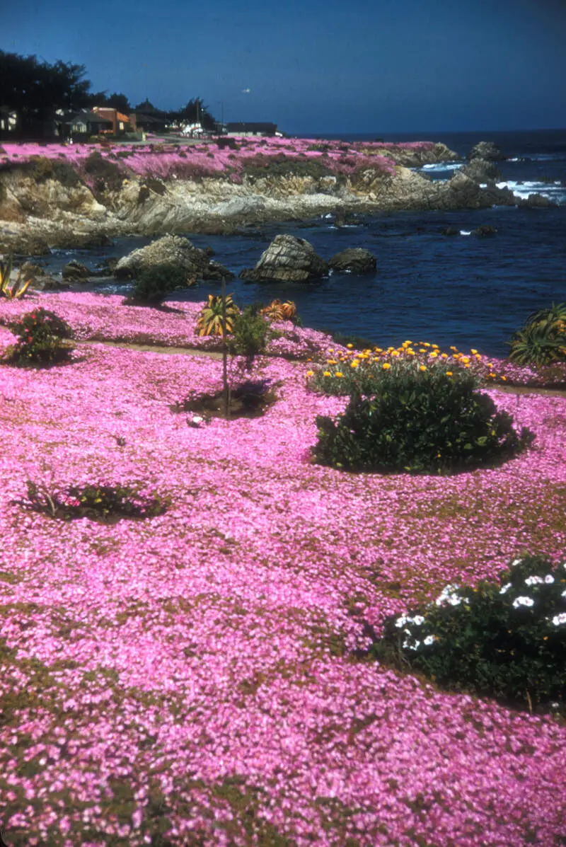 Pacific Grovec Monterey Countyc California