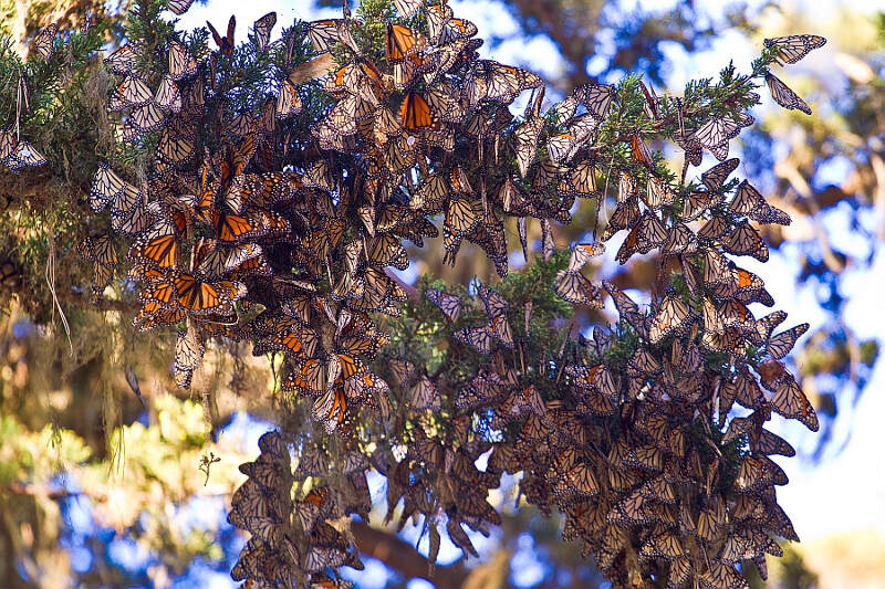 Monarch Butterflies Pacific Grove