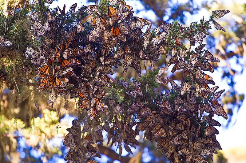 Monarch Butterflies Pacific Grove