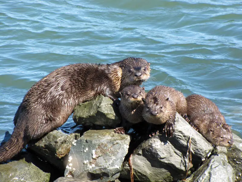 River Otter Richmond Marina Scott Campbell July C