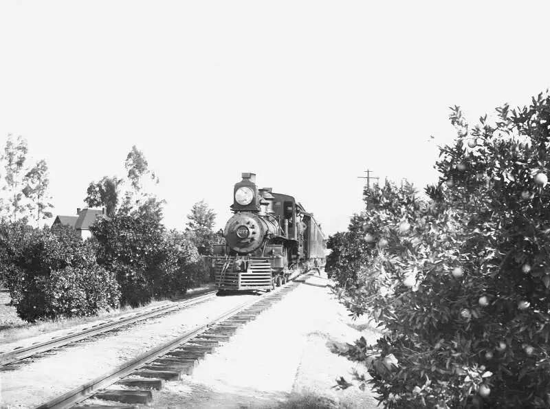 Train In Citrus Groves In Riversidec California Chs