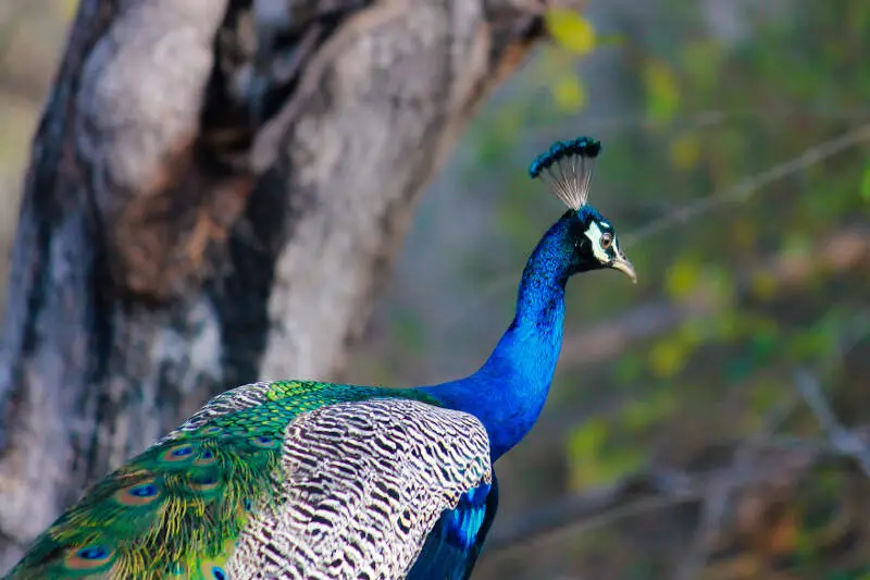 Simi Valley, California