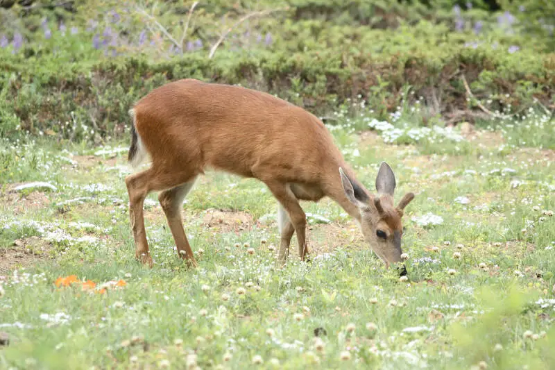 Odocoileus Hemionus