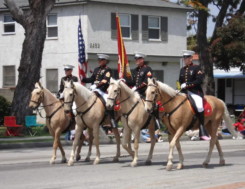 Usmc Horses