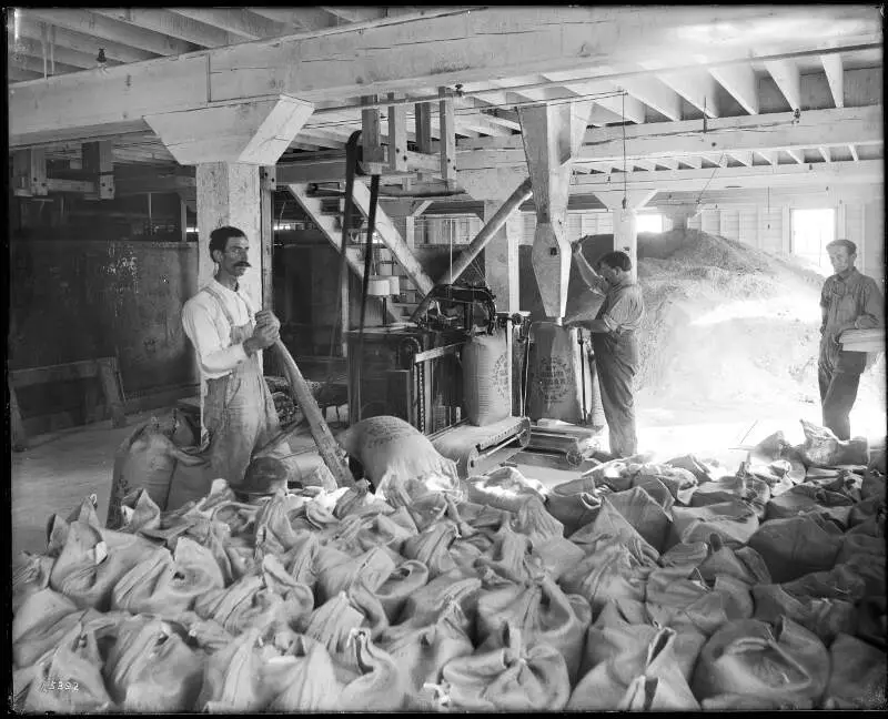 Workers Weighing And Sacking Sugar At The Pacific Sugar Companyc Visaliac Tulare Countyc Californiac Ca