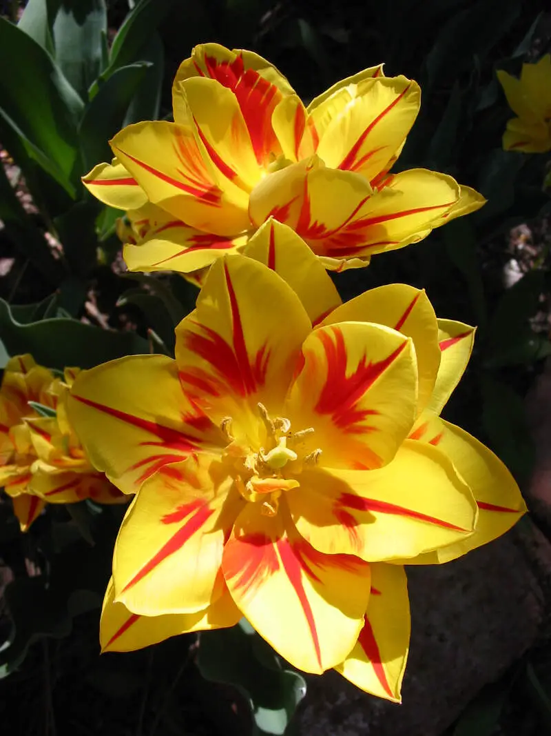 Tulip Monsella