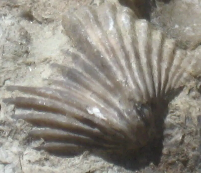 Abyssal Brachiopod