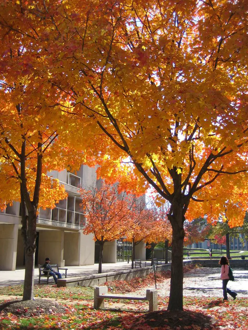 University Of Maryland-Baltimore County