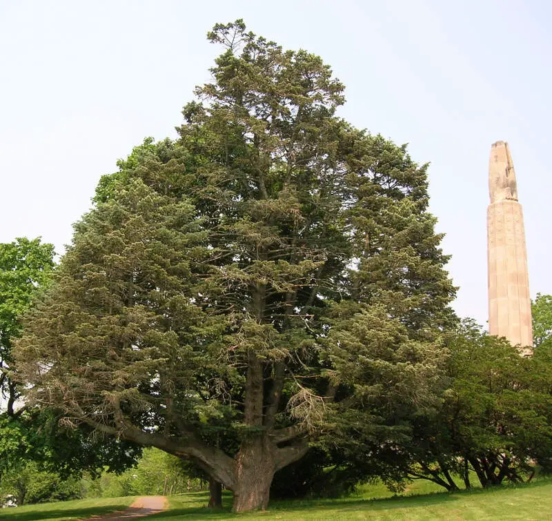 White Fir Tree In Walnut Hill Parkc New Britainc Ct  June C