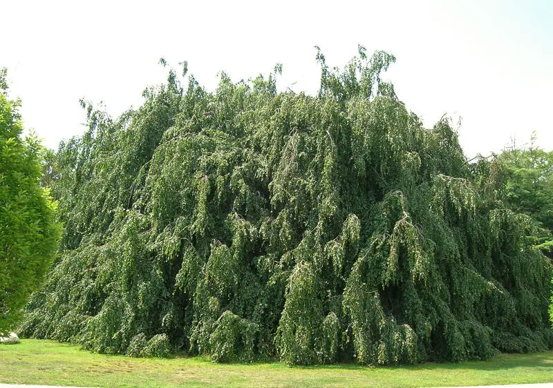 Weeping European Beechc Cranbury Parkc Norwalkc Ct  August C