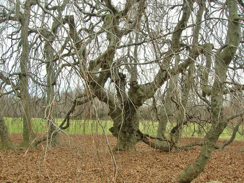 Weeping European Beechc Cranbury Parkc Norwalkc Ct  December C