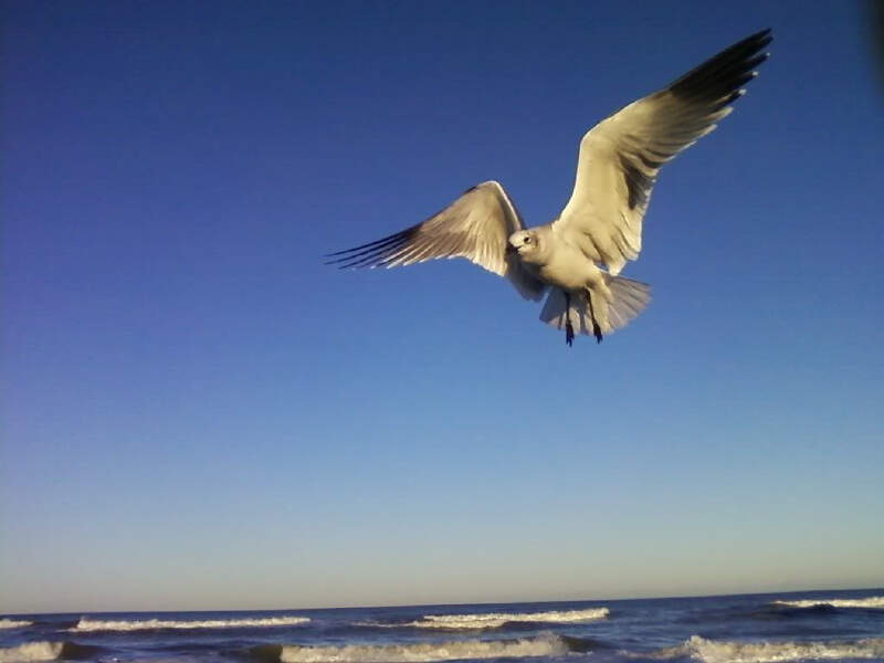 Daytona Beach Florida Gull