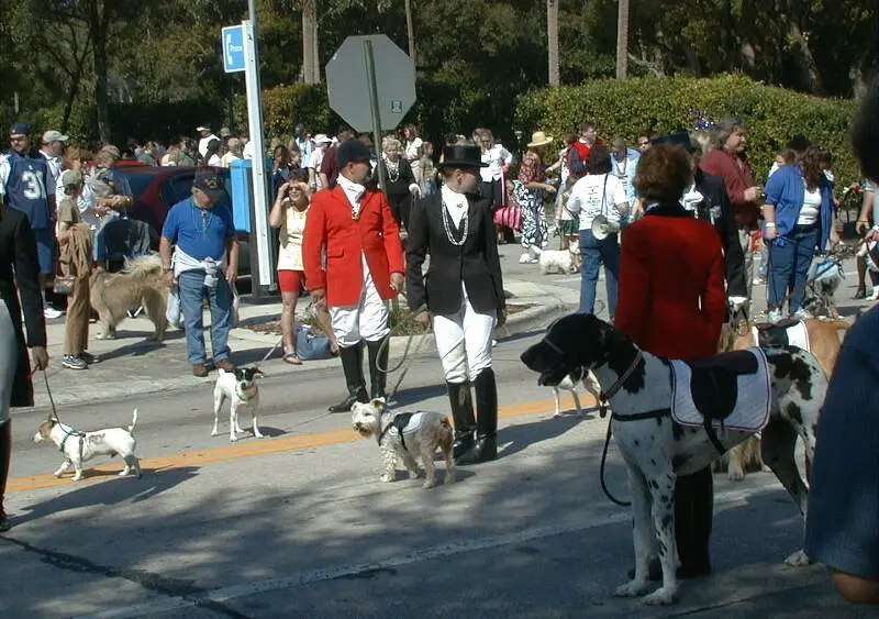 Dog Parade In Deland