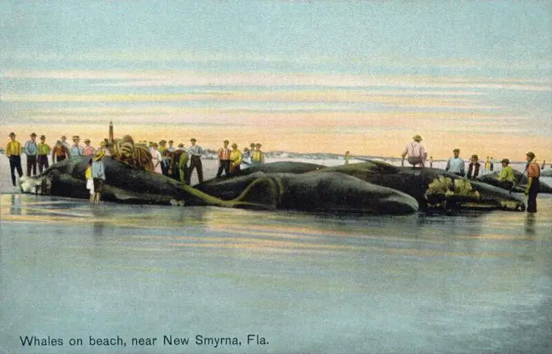 Whales On Beachc Near New Smyrnac Fl