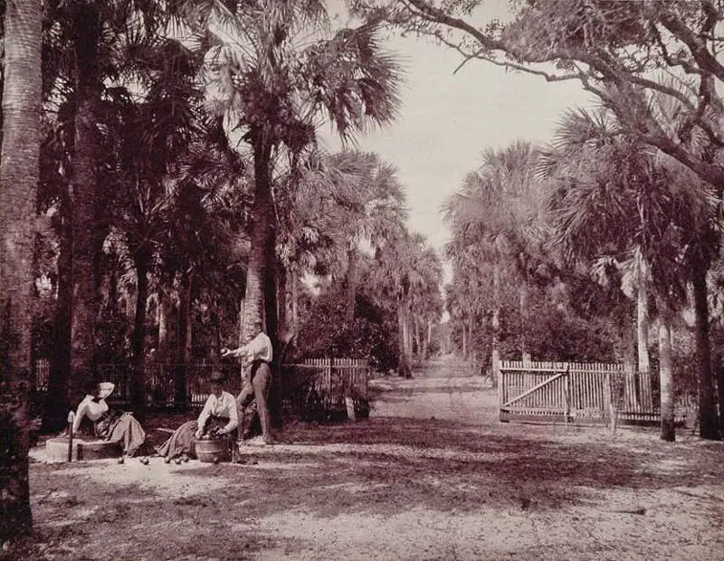 A Palmetto Glade Near Palatkac Florida