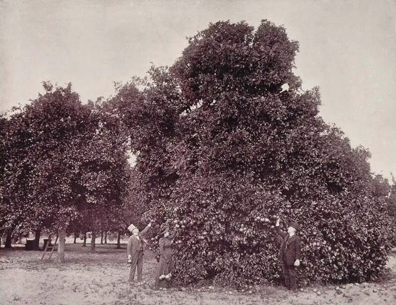 An Orange Grove Near Palatkac Florida