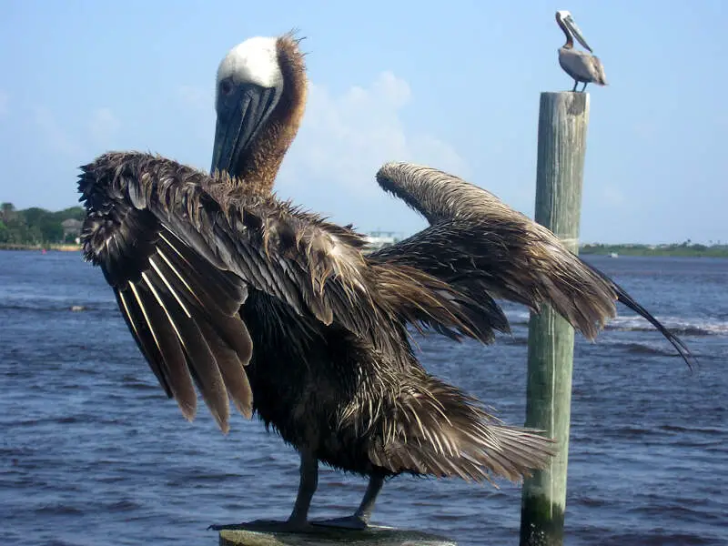 Brown Pelican Ponce Inlet Fl