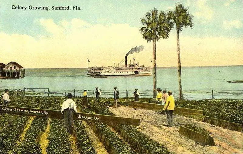 Celery Growingc Sanfordc Fl