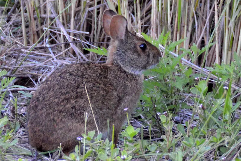 Sylvilagus Palustris From Sanibel Florida