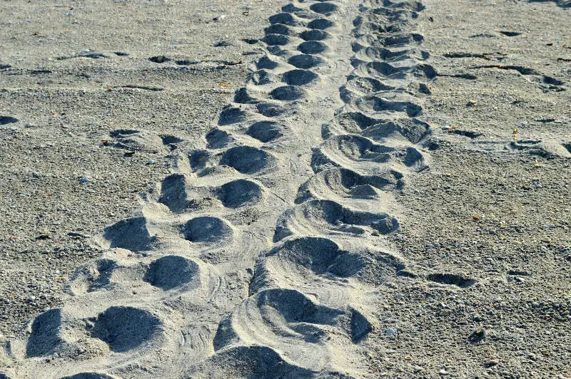 Loggerhead Turtle Track Sanibel Island Florida