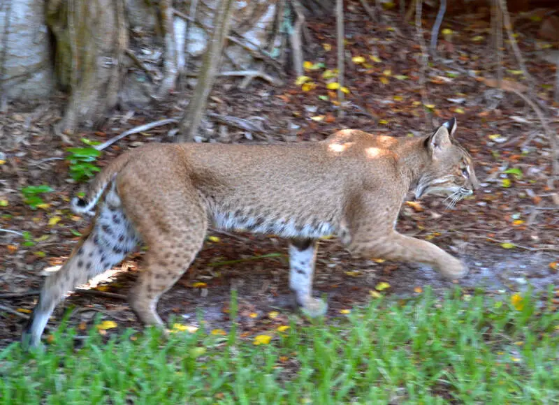 Bobcat Lynx Rufusc Sanibel Islandc Florida