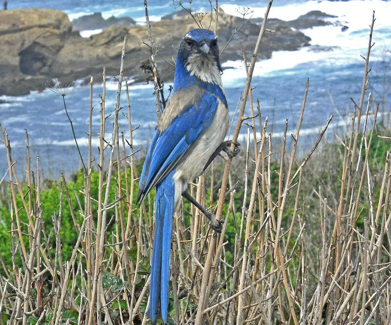 Scrub Jay Posing