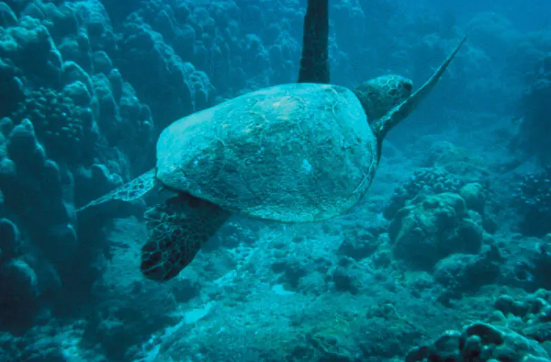 Green Sea Turtle