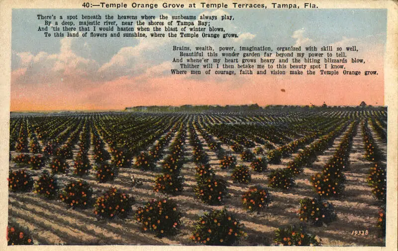 Temple Orange Grove