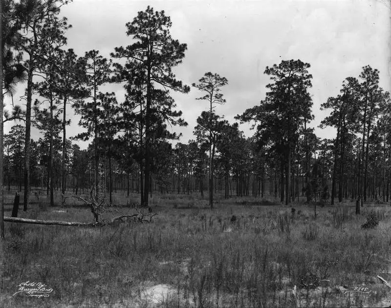 Longleaf Pines