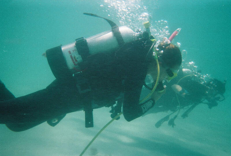 Shark Tooth Dive At Venice